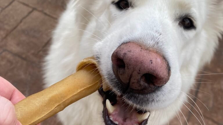 La Guardería de Vero – residencia canina en Baleares