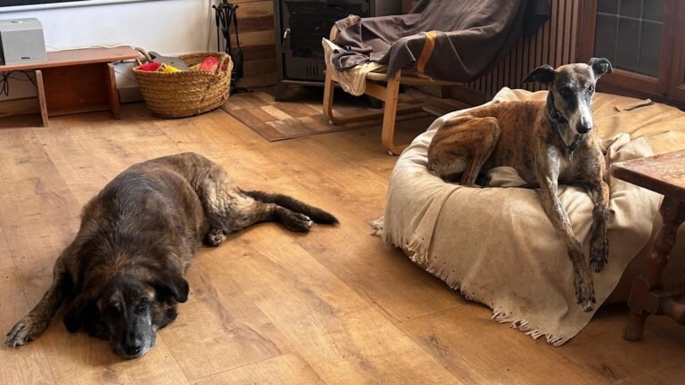 Residencia Canina La Guarida – residencia canina en Guadalajara
