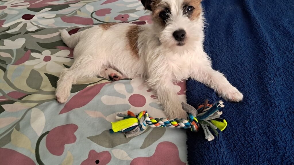 Residencia Canina La Malena – residencia canina en Valladolid