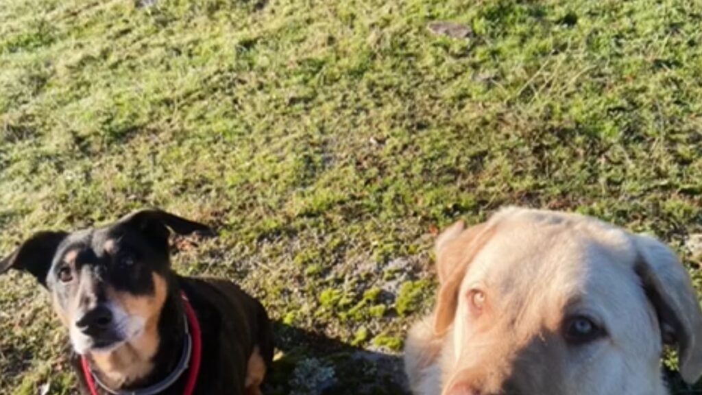 Residencia Canina La Manada de Iris – residencia canina en Madrid