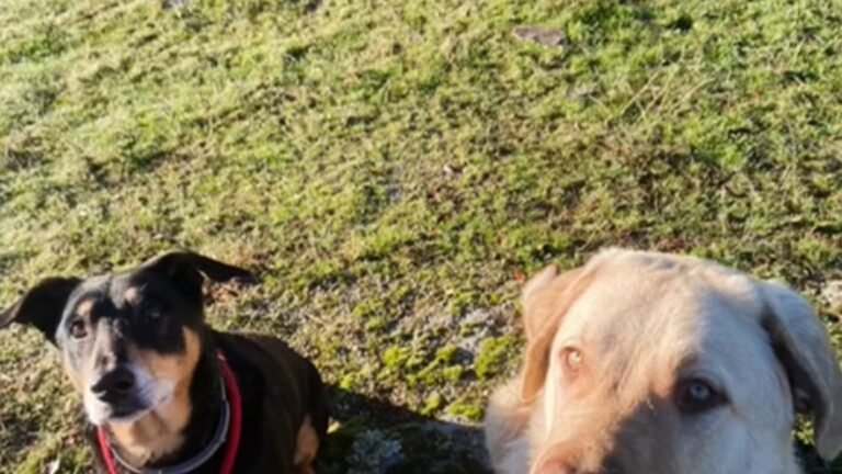 Residencia Canina La Manada de Iris – residencia canina en Madrid
