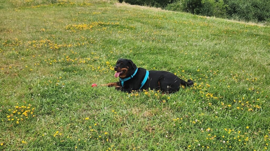 Guardería Canina La Mente de Nerón – residencia canina en Zamora