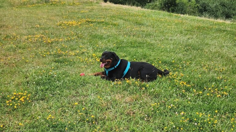 Guardería Canina La Mente de Nerón – residencia canina en Zamora