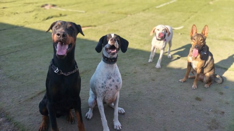 Hotel Canino La Pandilla – residencia canina en Santa Cruz de Tenerife