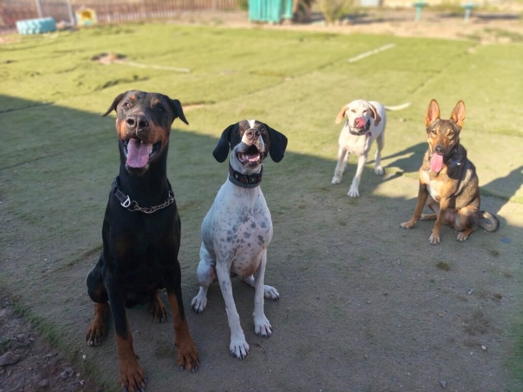 la pandilla