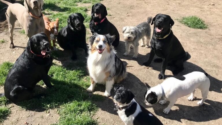 Guardería Canina La Perroteca – residencia canina en Madrid