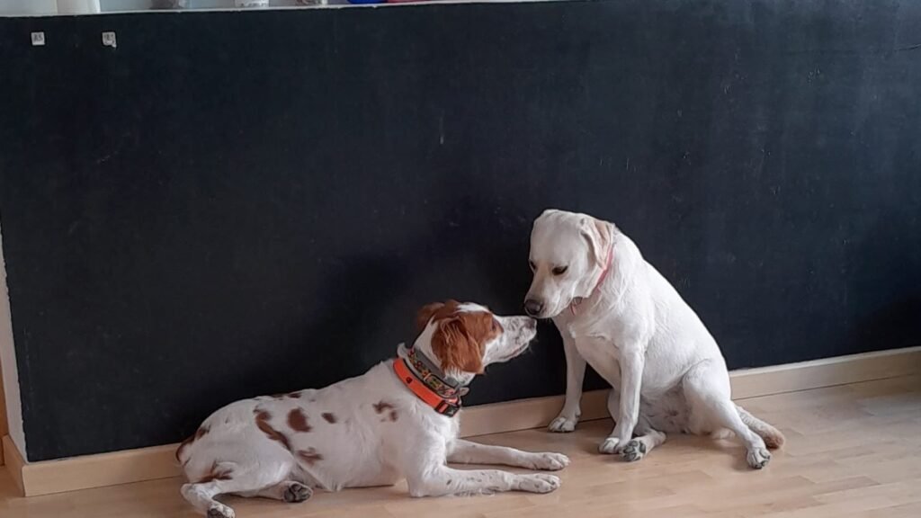 Guardería Canina La Petucasa – residencia canina en Madrid