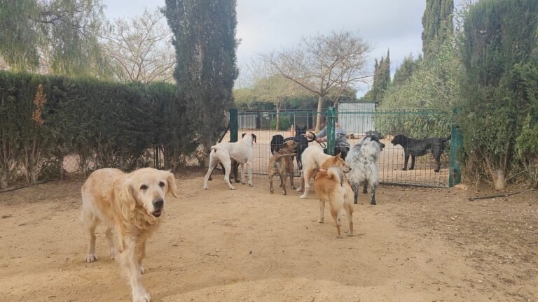 Hotel Canino La Pradera – residencia canina en Valencia