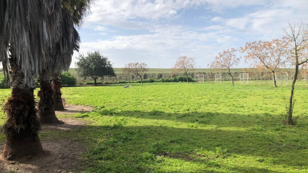Residencia Canina La Ventosilla – residencia canina en Sevilla
