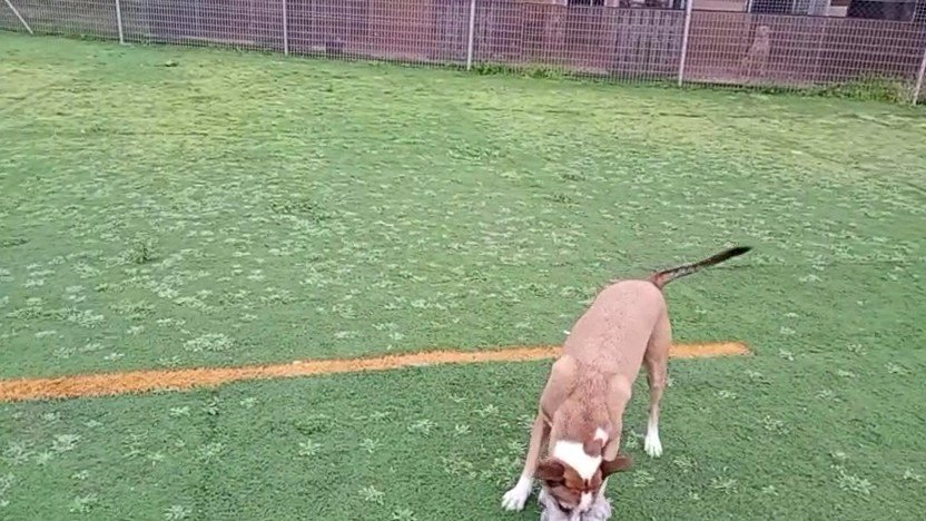 Hotel Canino Las Cabañas – residencia canina en Santa Cruz de Tenerife