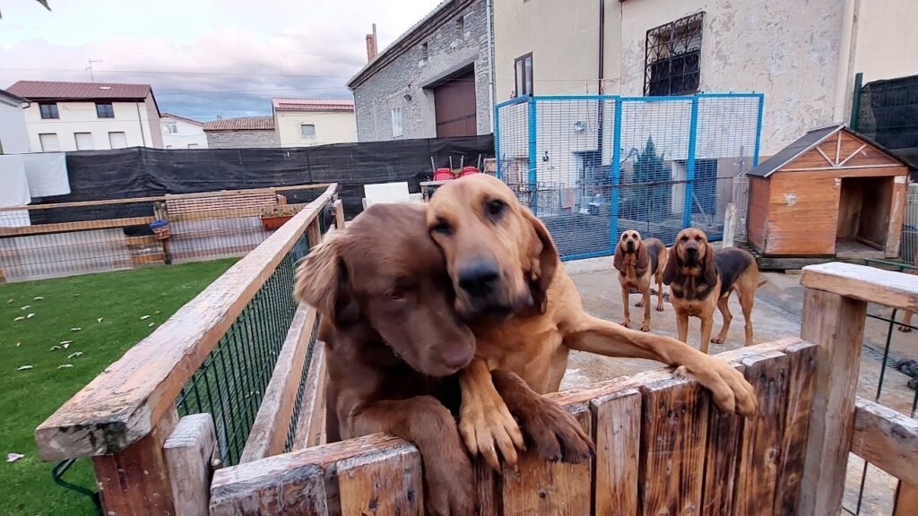 las huellitas de alba
