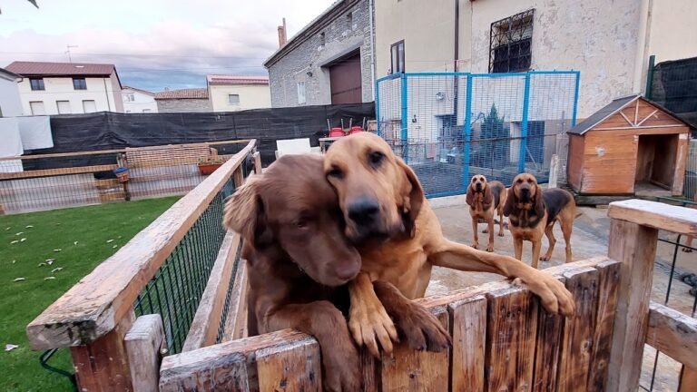 las huellitas de alba