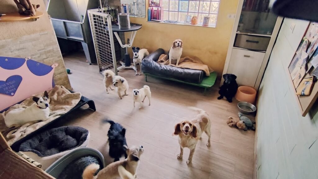 Hotel Canino Las Lomas – residencia canina en León