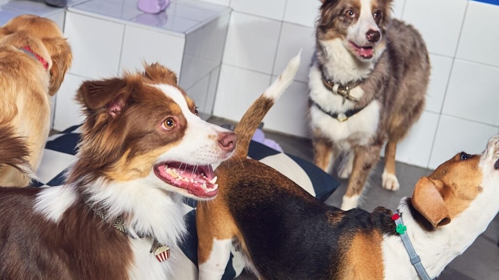 Guardería Canina Leal Dogs – residencia canina en Madrid