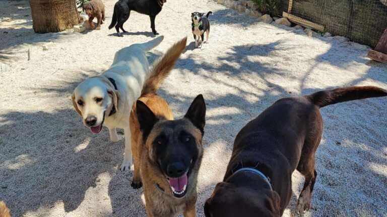 Residencia Canina Lesacan – residencia canina en Málaga