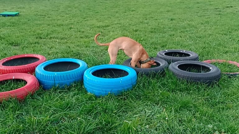 let's play