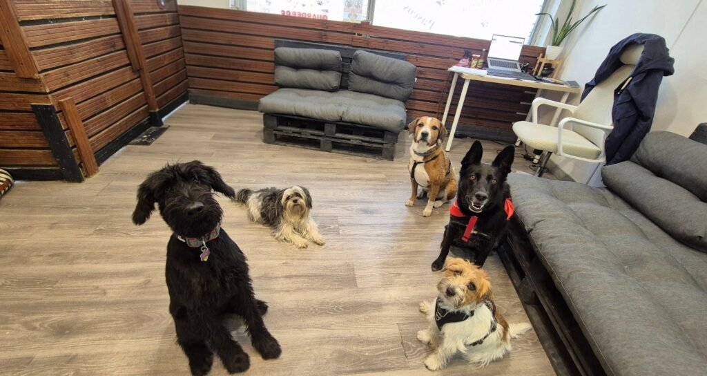 lily's pets