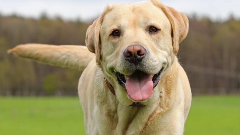 Residencia Canina Los Álamos – residencia canina en Toledo