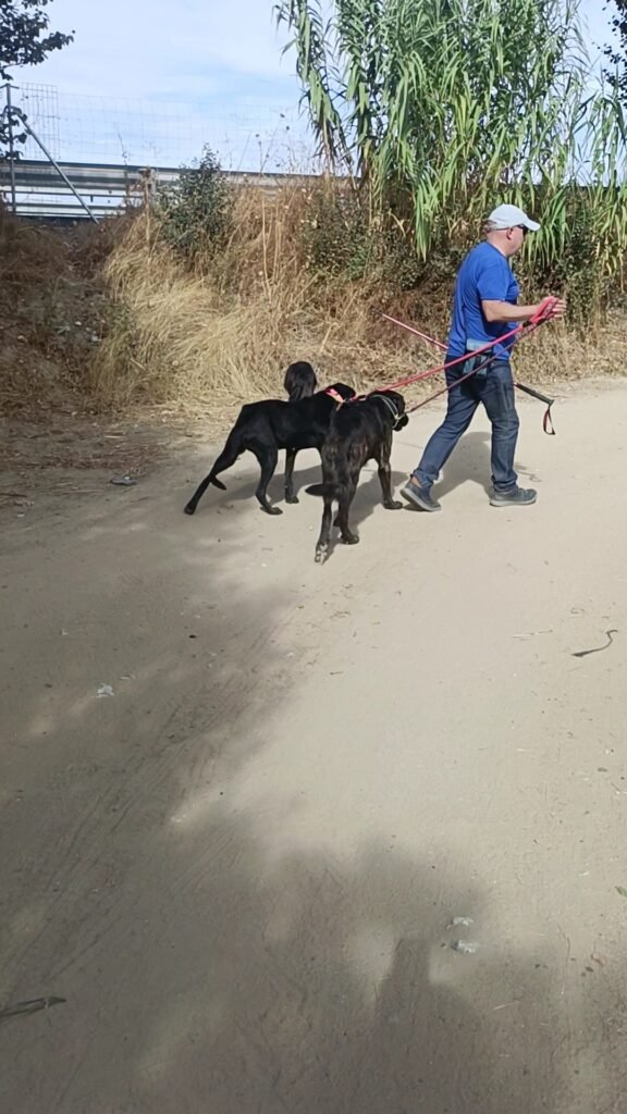 los álamos