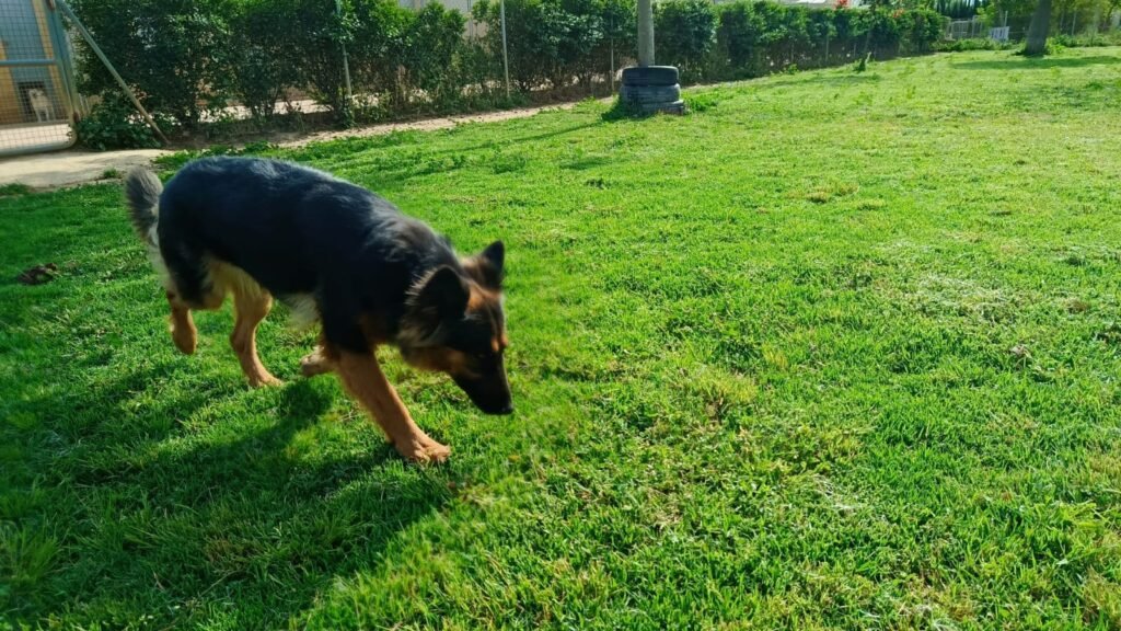 Residencia Canina Los Alcores – residencia canina en Sevilla