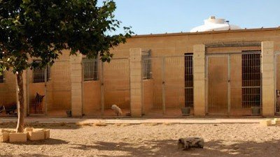 Residencia Canina Los Amigos de Erik – residencia canina en Guadalajara