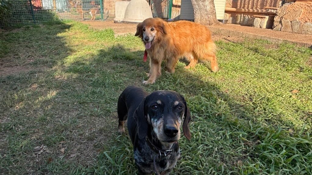 Los Molinos Pets Hotel – residencia canina en Baleares