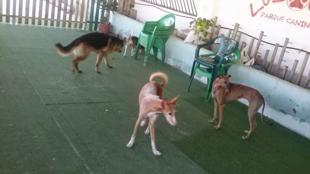 Ludocan Parque Canino – residencia canina en Castellón