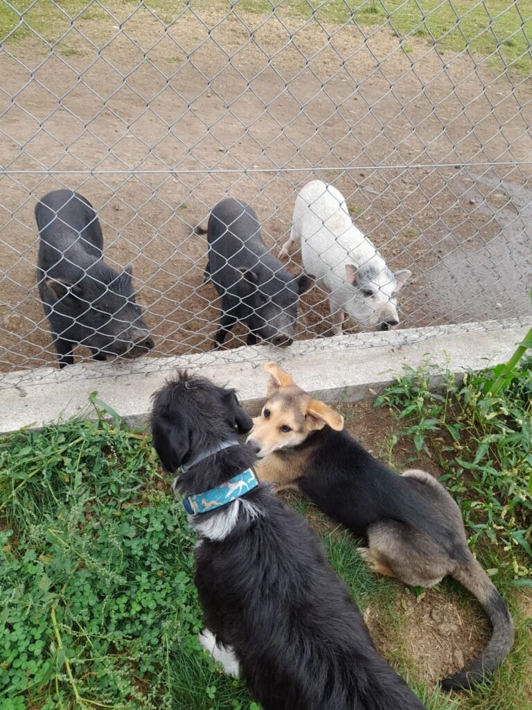 luscofusco