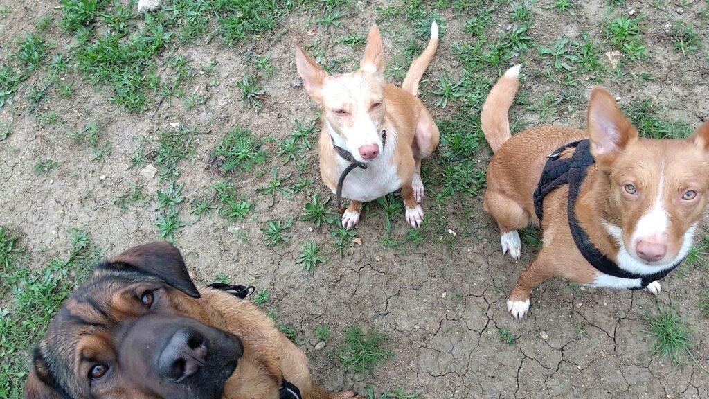 Guardería Canina Maducan – residencia canina en Madrid