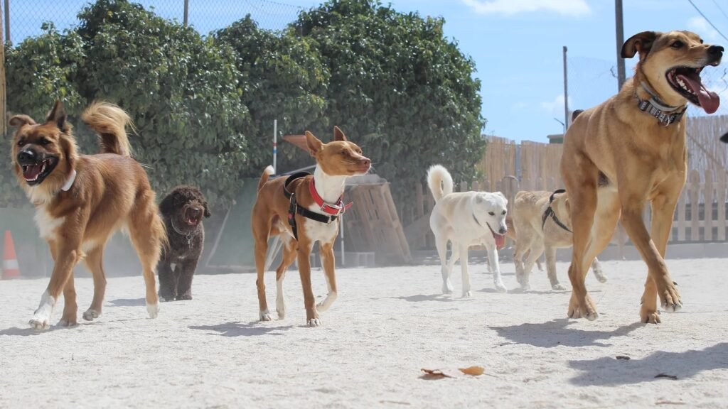 Guardería Canina MaigmoCan – residencia canina en Alicante