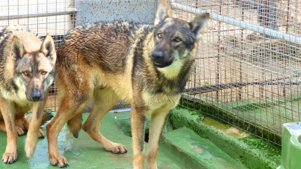 MallorCan – residencia canina en Baleares