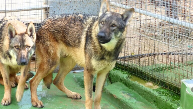 MallorCan – residencia canina en Baleares