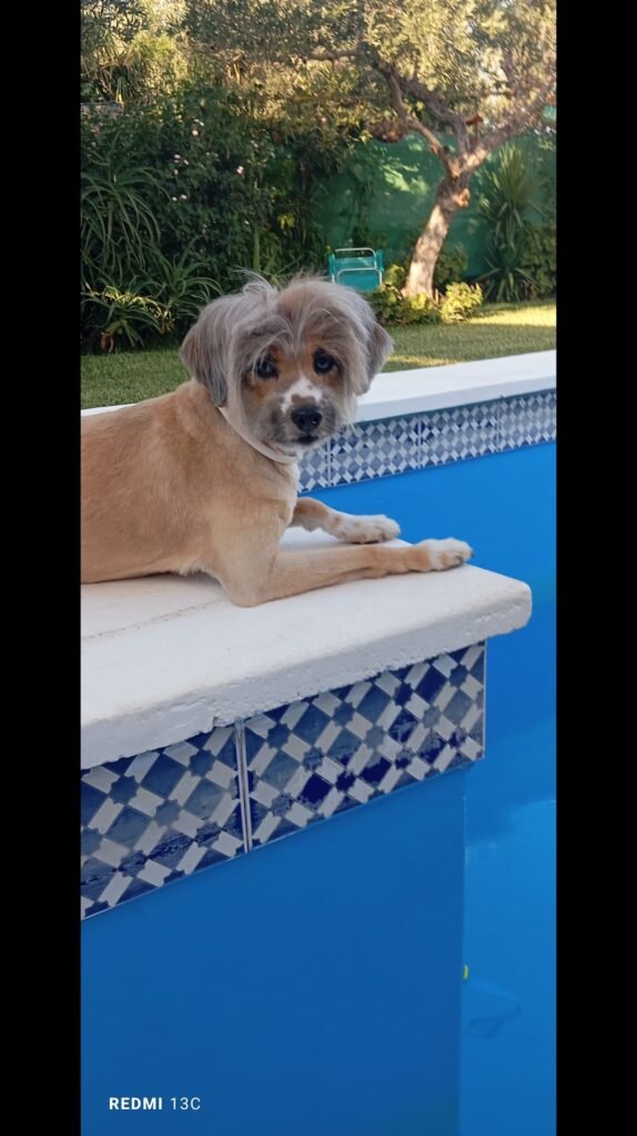 mamidog