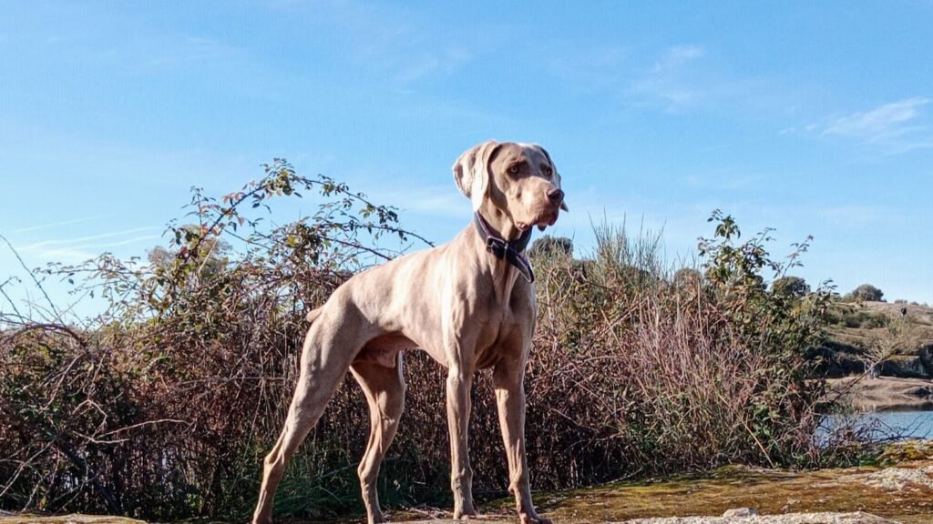 Guardería Canina Mana – residencia canina en Toledo