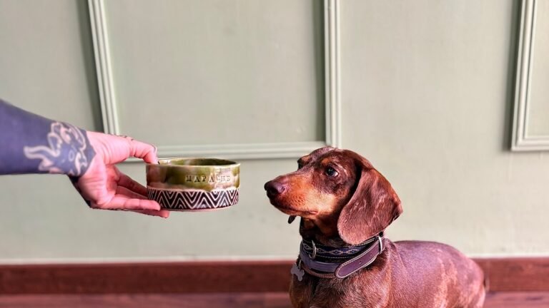 Guardería Canina Mapache Dog House – residencia canina en Murcia