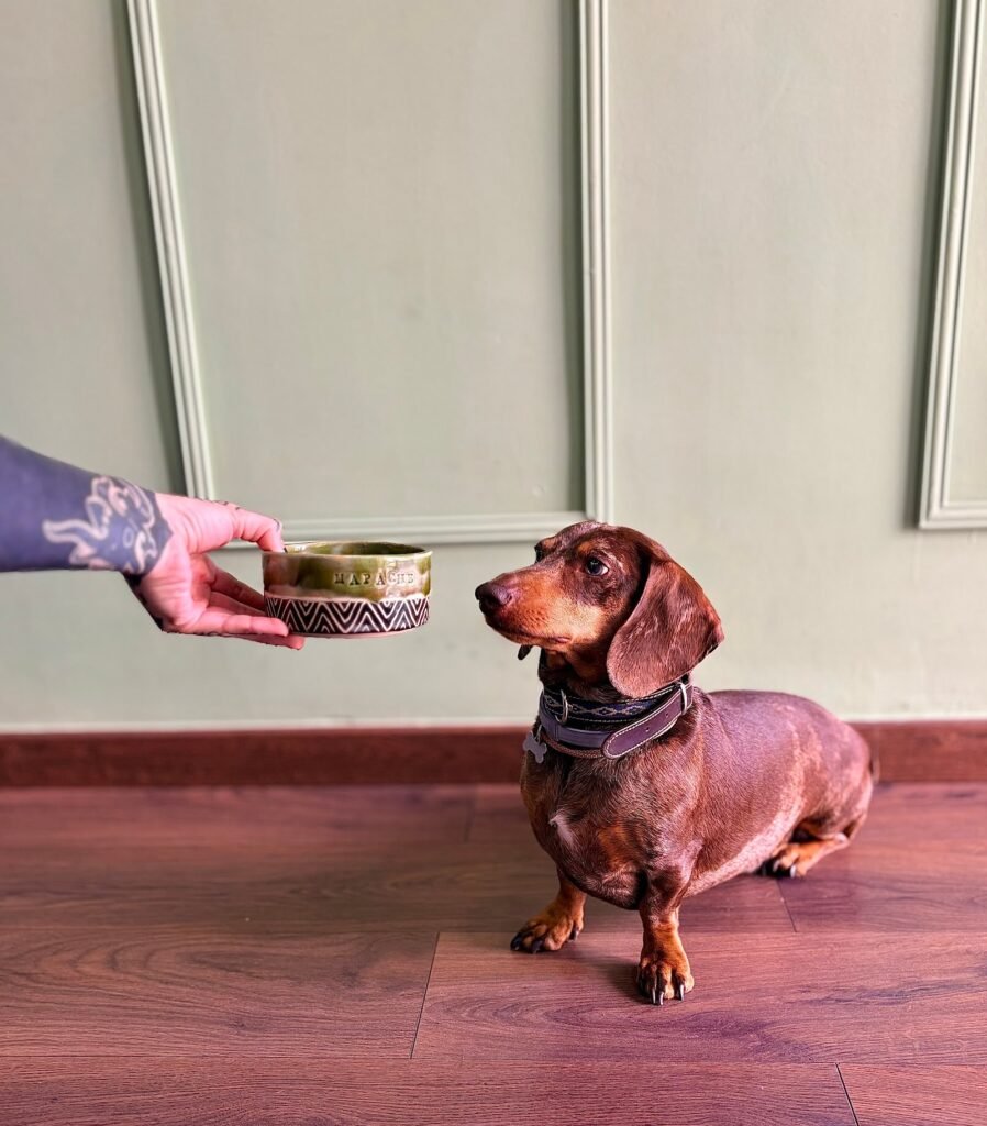 mapache dog house