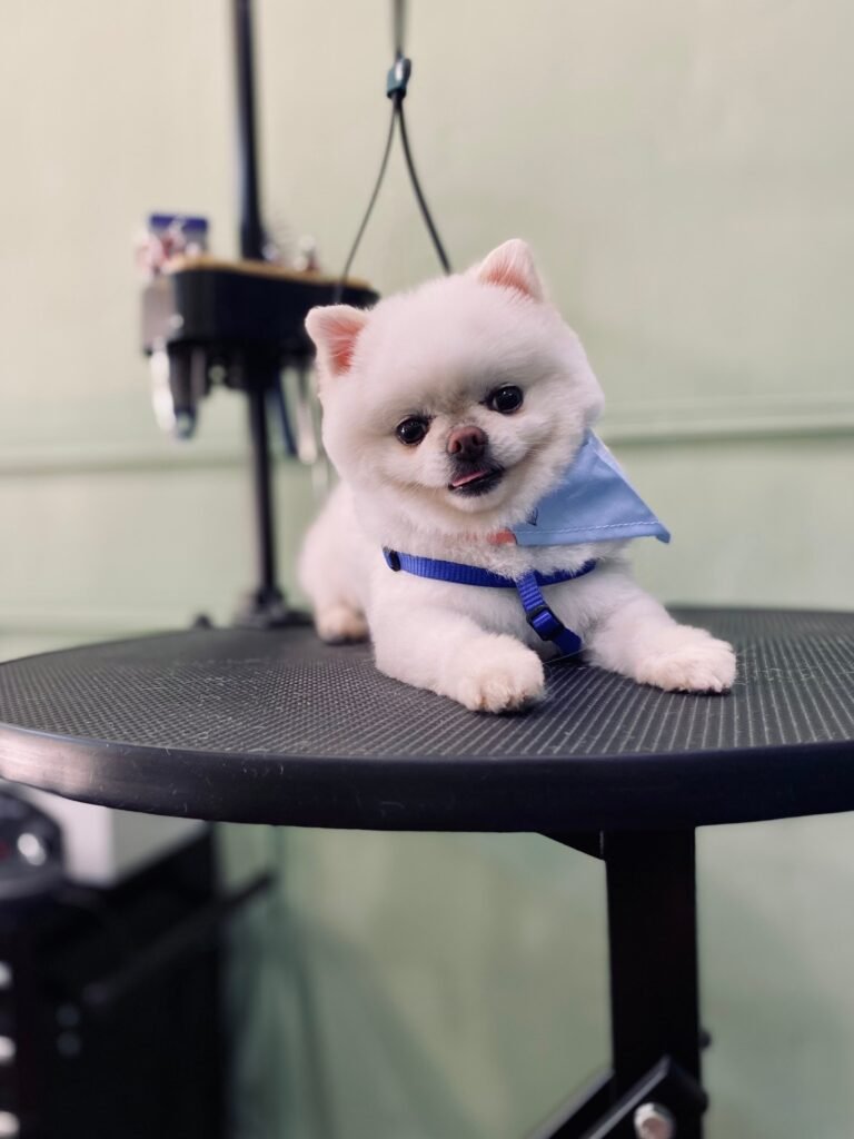mapache dog house