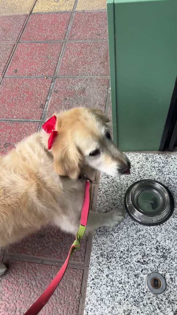 mapache dog house