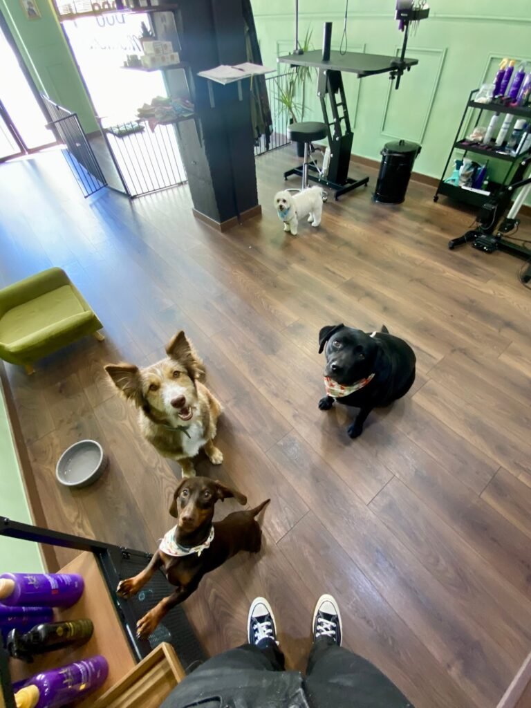 mapache dog house