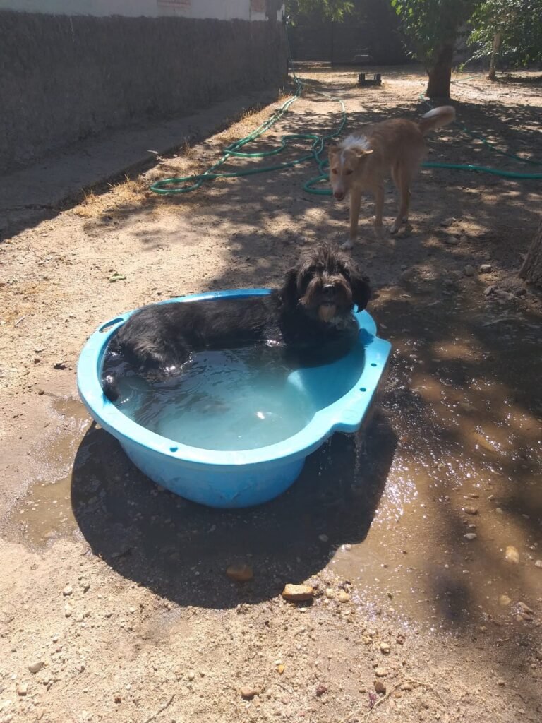 más que guau