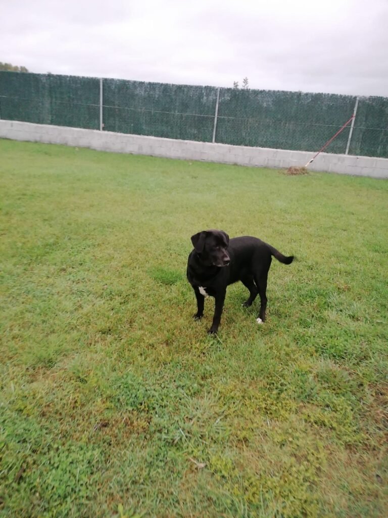 mascocamping