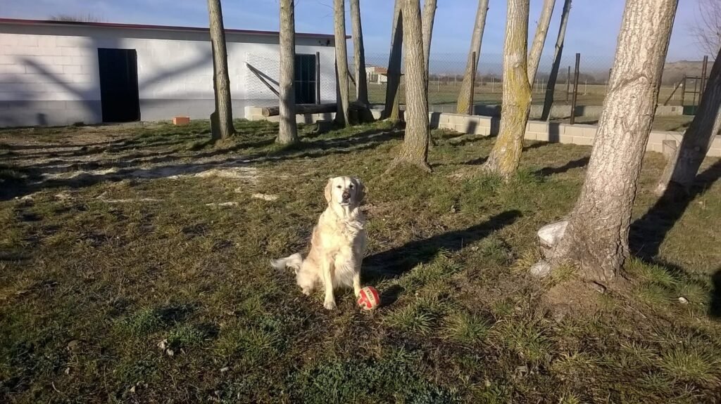 mascocamping
