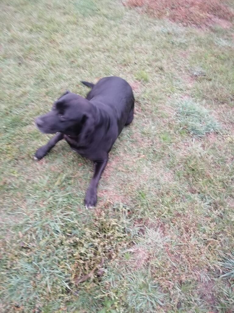 mascocamping