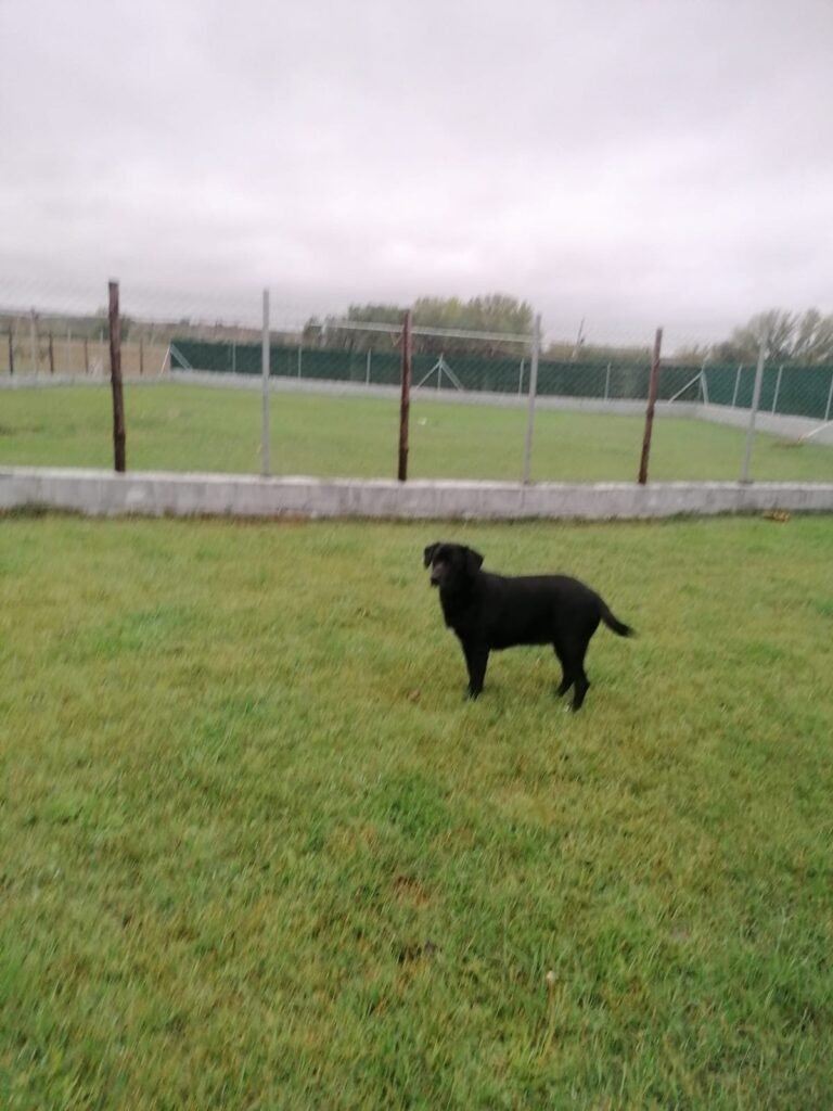 mascocamping