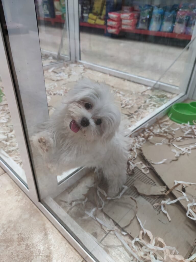 mascotajardín