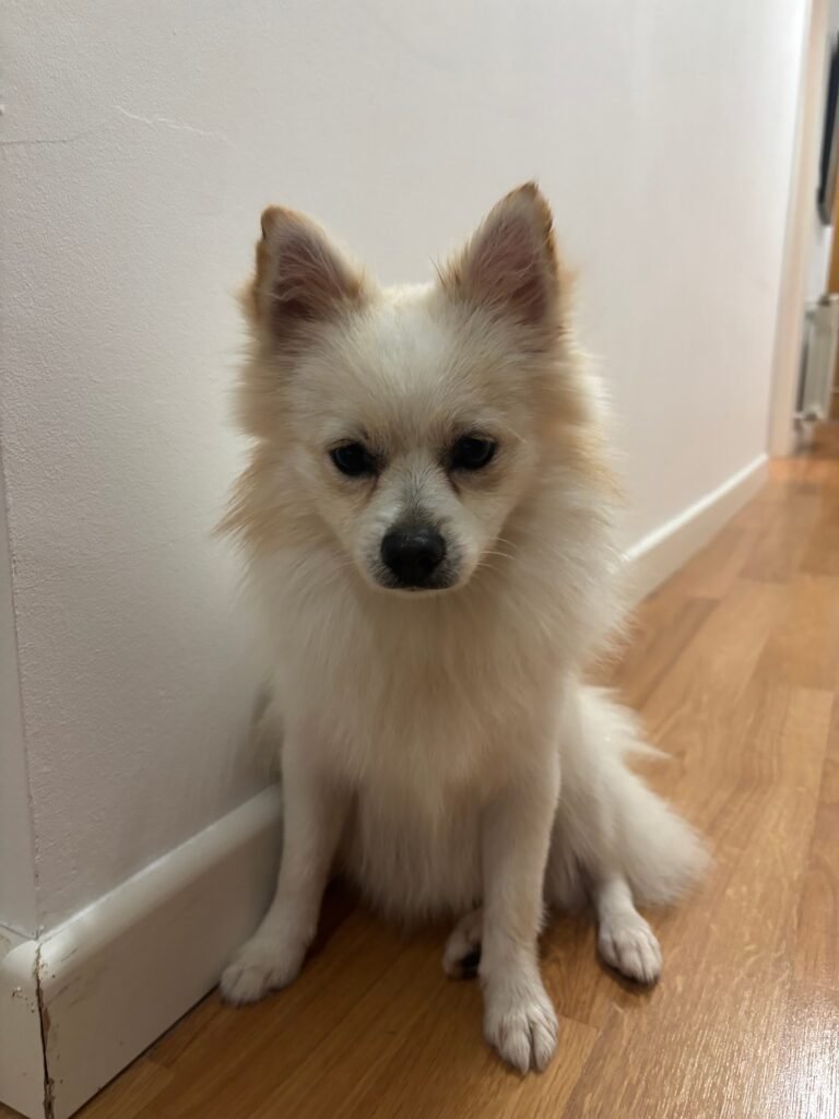 mascotajardín
