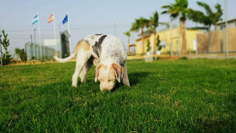 Residencia Canina Mascotas Nazarenas – residencia canina en Sevilla