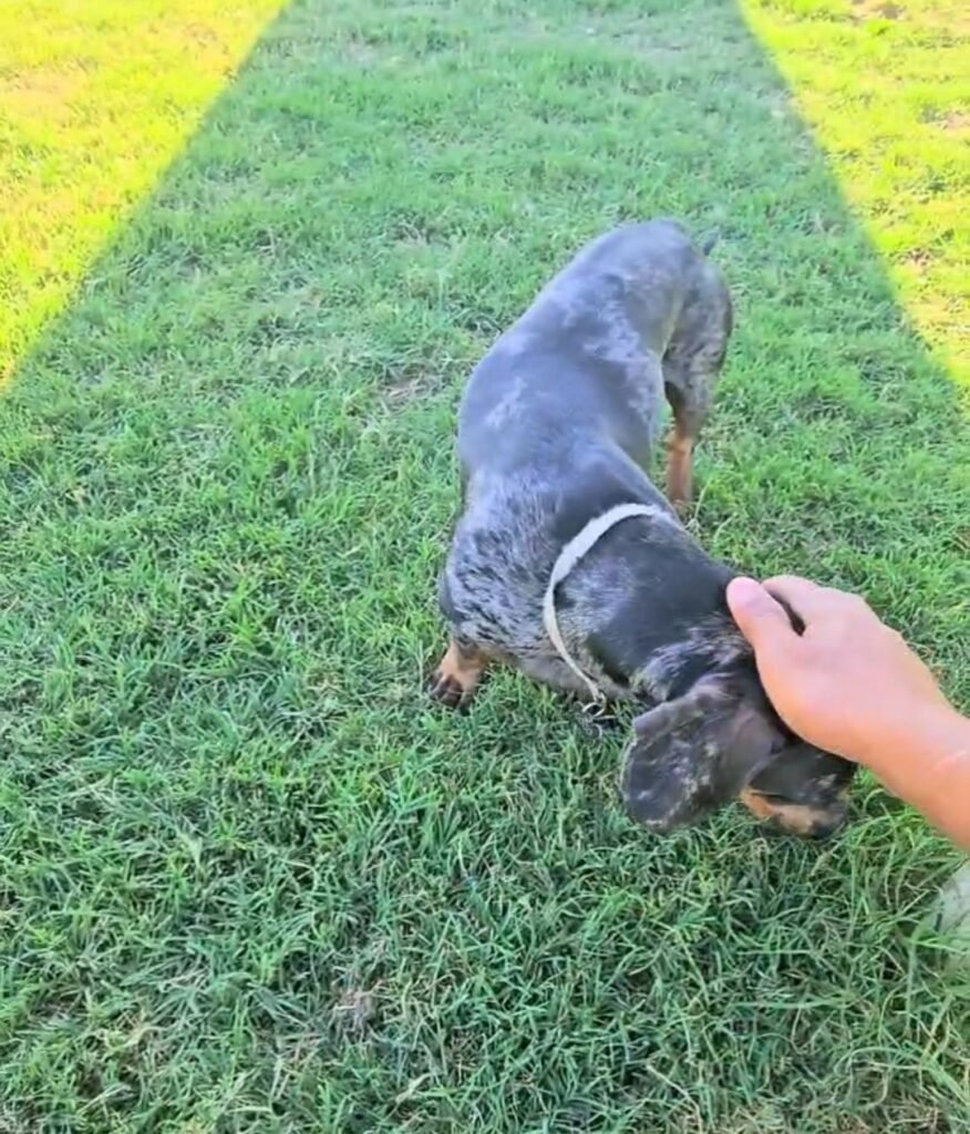 mascotas nazarenas