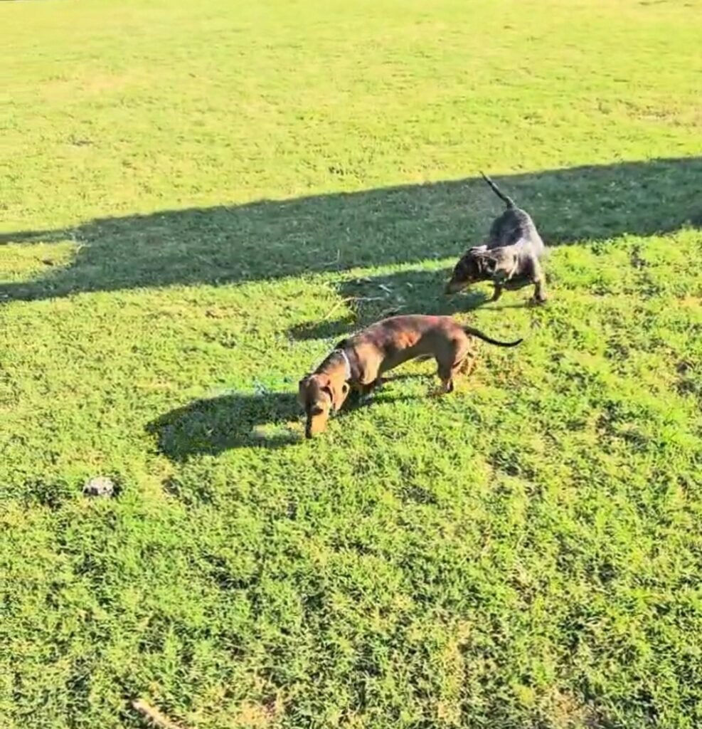 mascotas nazarenas