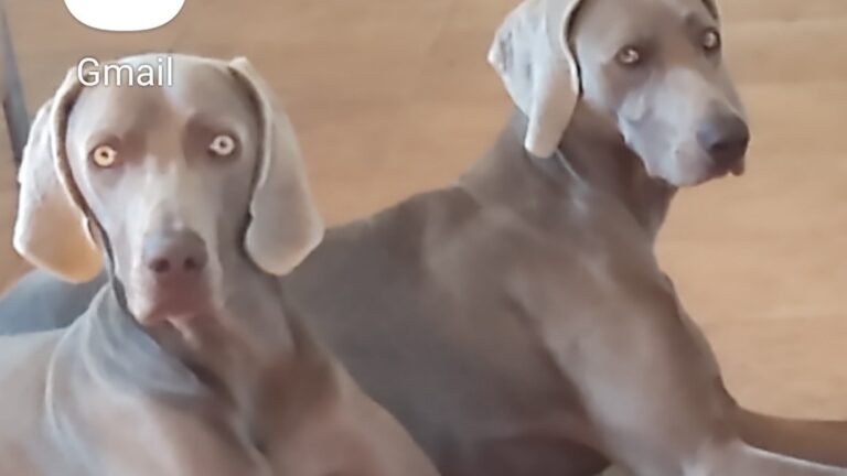 Guardería Canina Masdencan – residencia canina en Tarragona